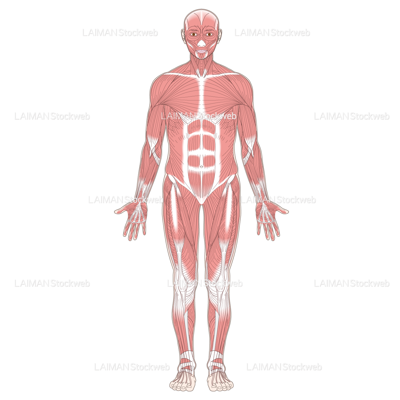全身の主な筋肉（前面）