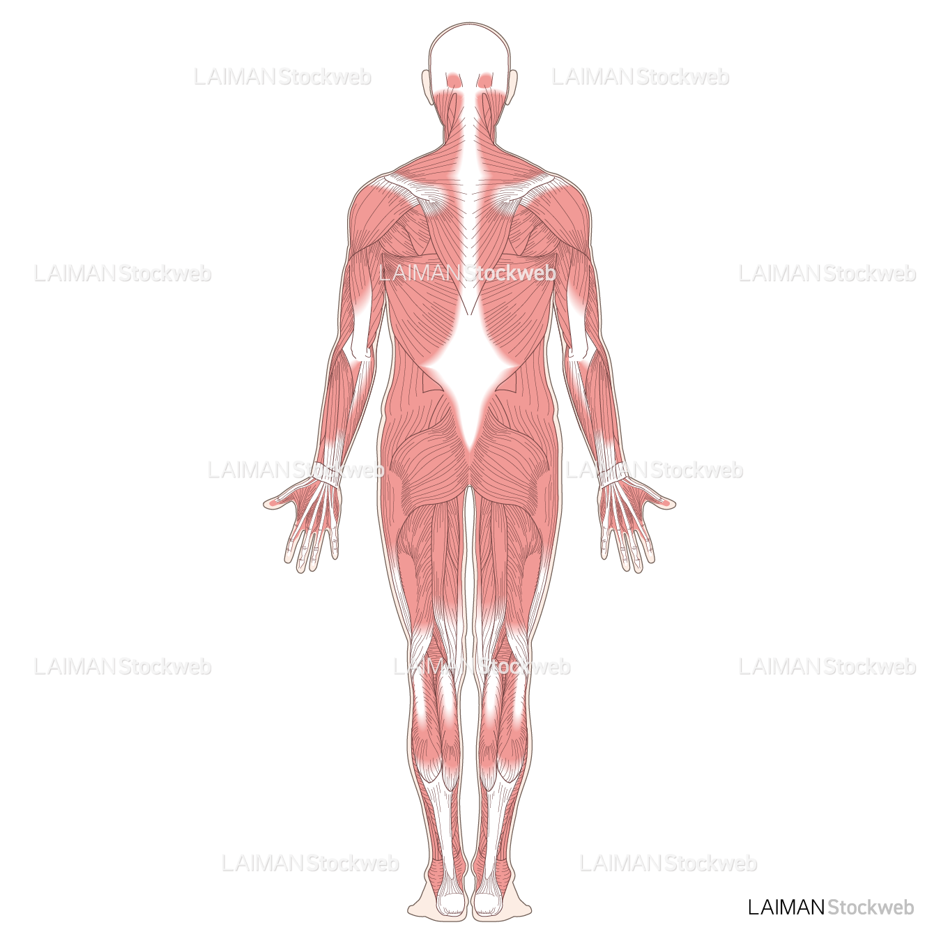 全身の主な筋肉（後面）