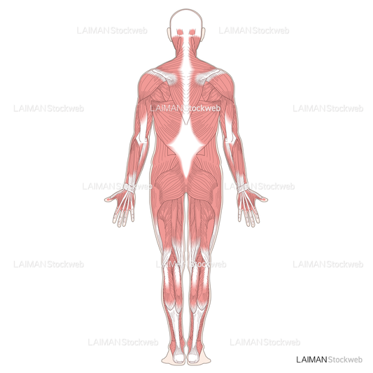 全身の主な筋肉（後面）