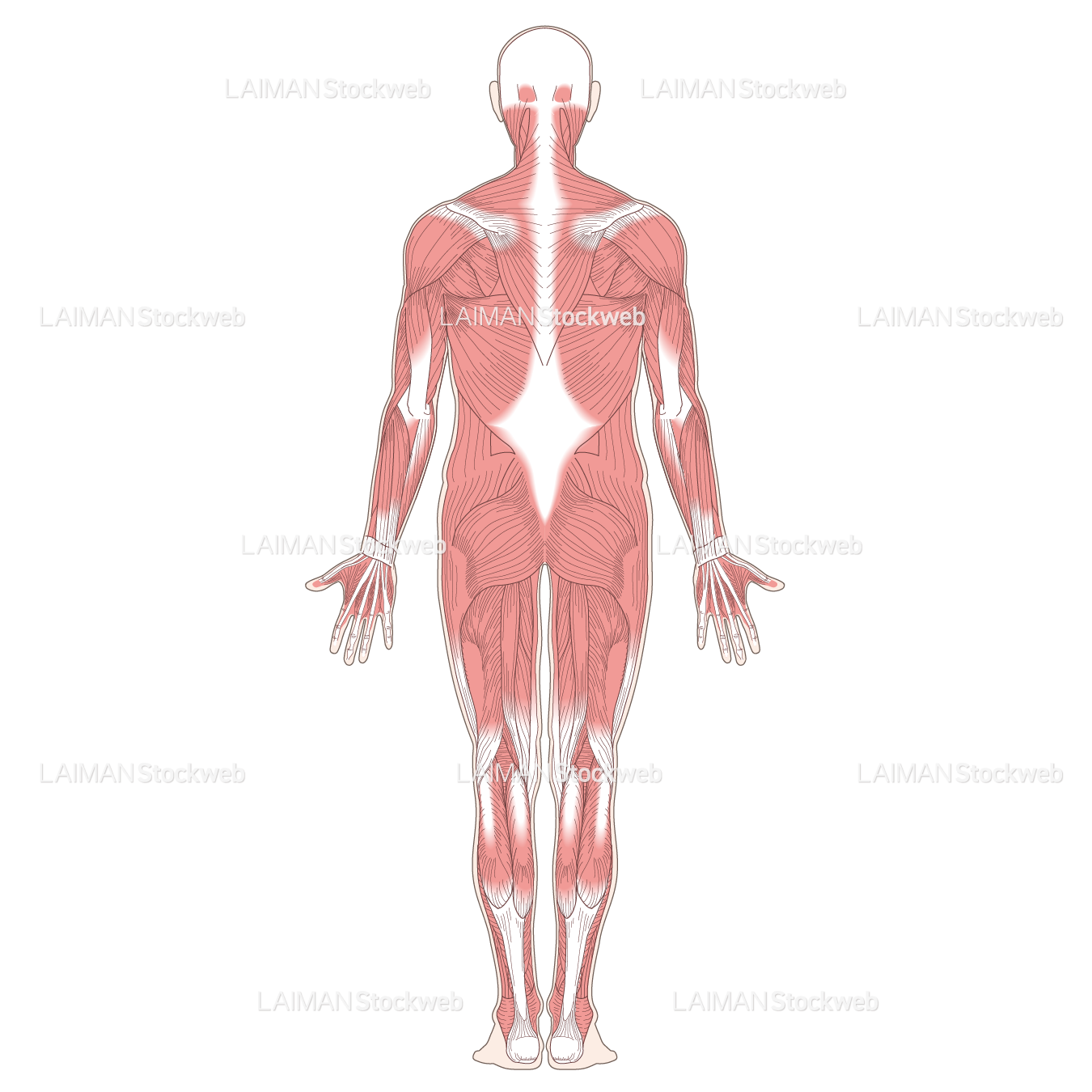 全身の主な筋肉（後面）