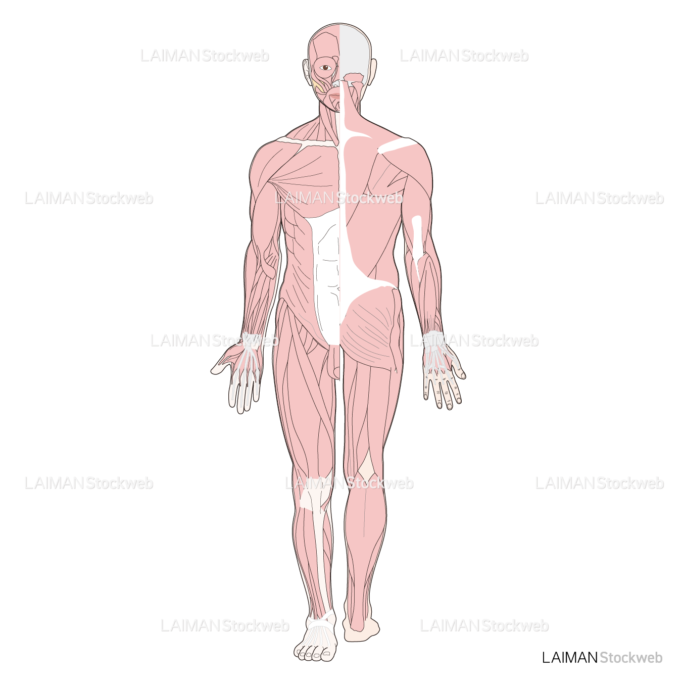 全身の筋肉（前後）