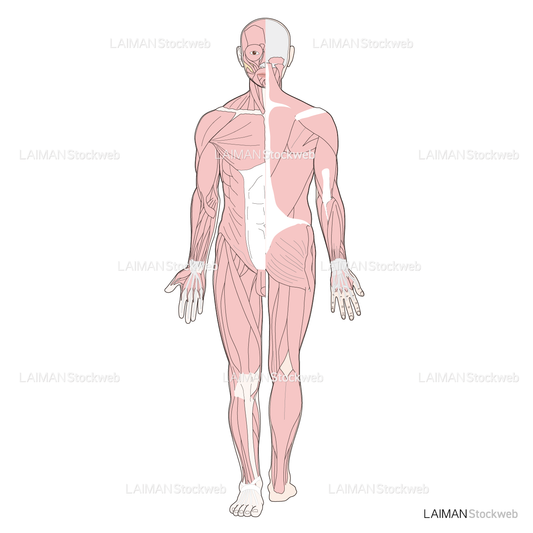 全身の筋肉（前後）