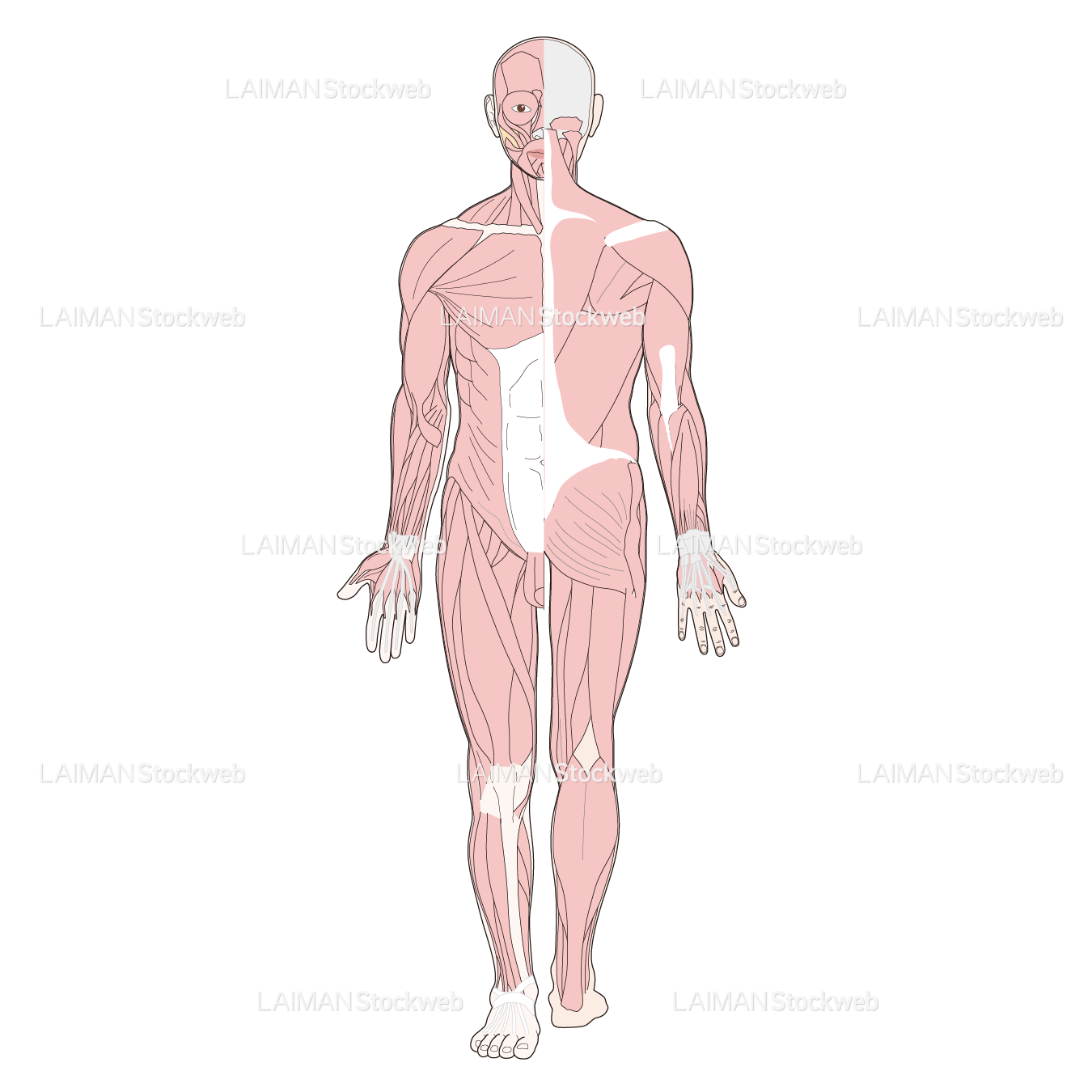 全身の筋肉（前後）