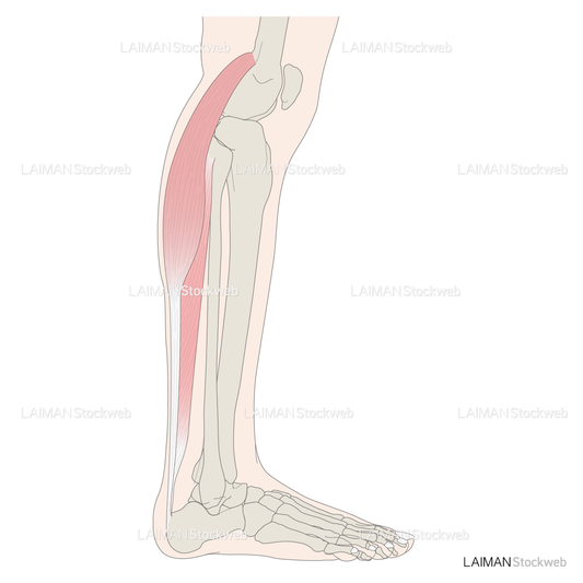 下腿の筋（アキレス腱）