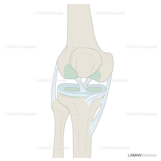 関節の構造（膝関節）