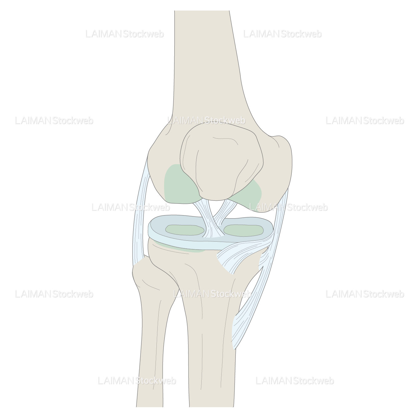 関節の構造（膝関節）