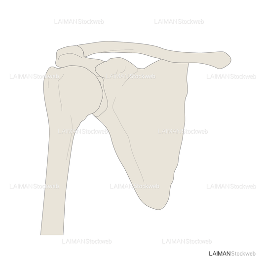 肩の骨（肩関節）
