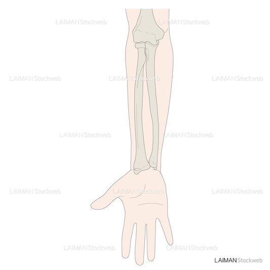 前腕の骨（橈尺関節）