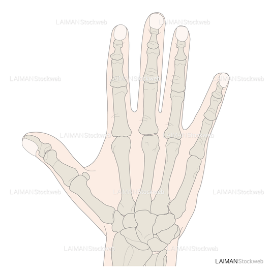 手の骨（母指手根中手関節）