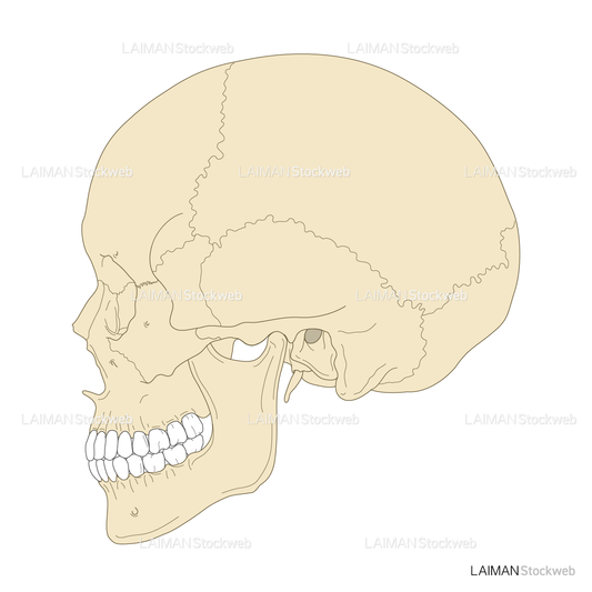 頭蓋骨（側面）