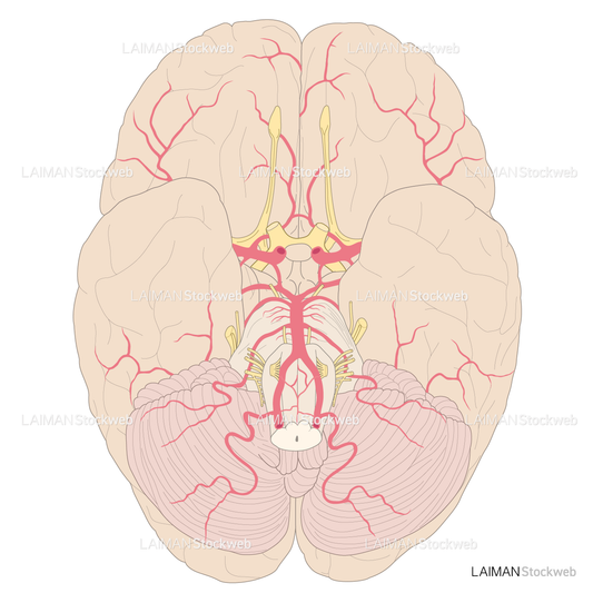 脳底面の動脈分布
