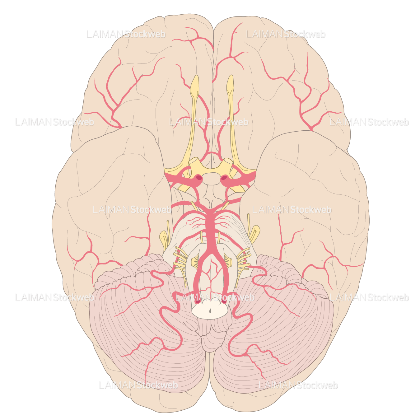 脳底面の動脈分布