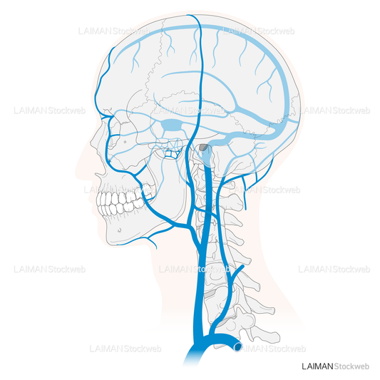 頸部から脳の静脈分布