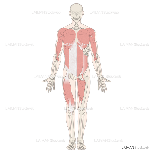 全身の主な筋 前面
