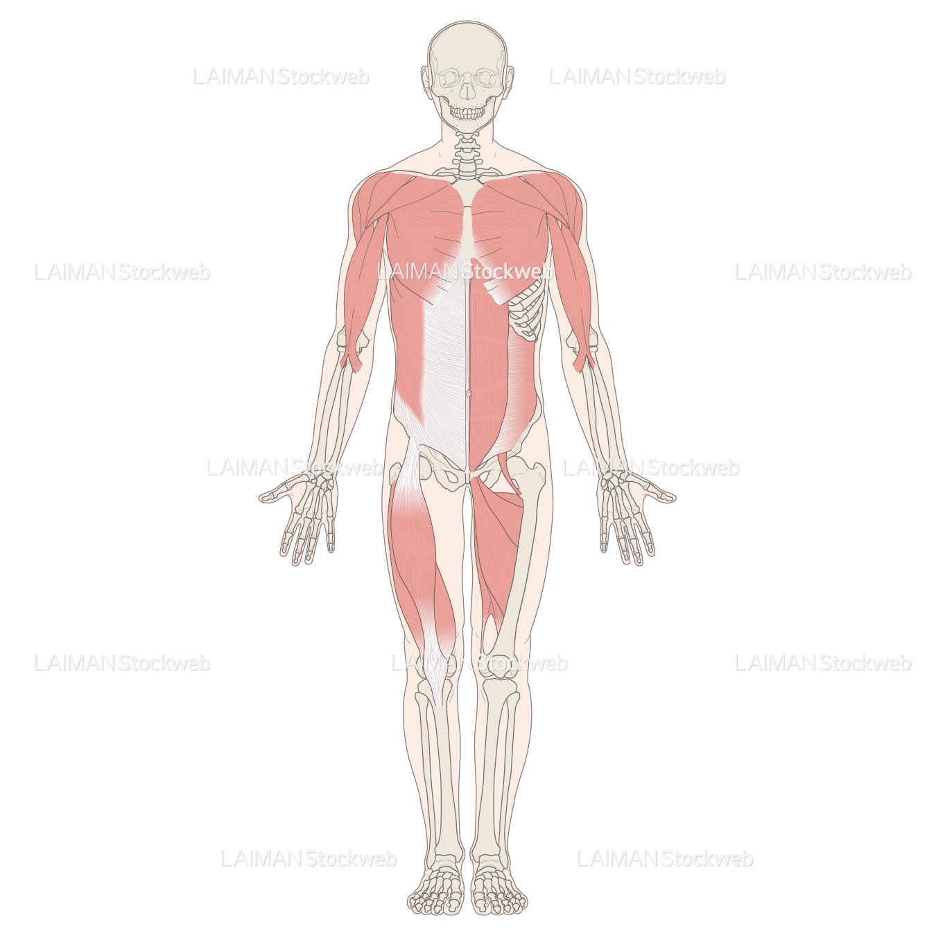 全身の主な筋 前面