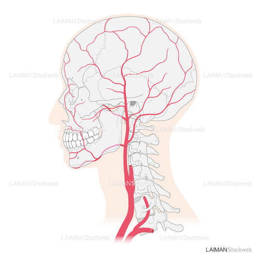 頭部の動脈（おもに外頚動脈）