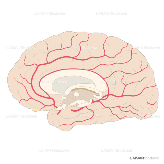 脳動脈の走行（内側面）
