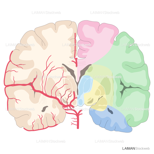 脳動脈の潅流領域（冠状断）