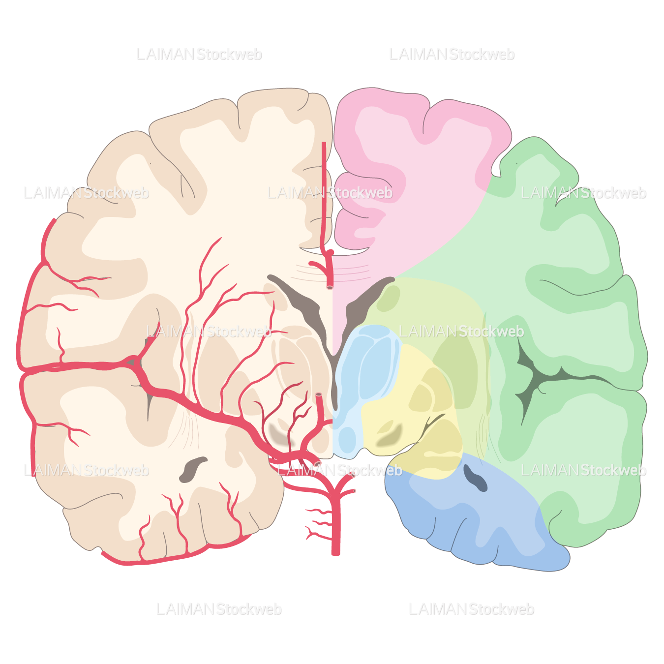 脳動脈の潅流領域（冠状断）