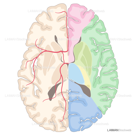 脳動脈の潅流領域（水平断）
