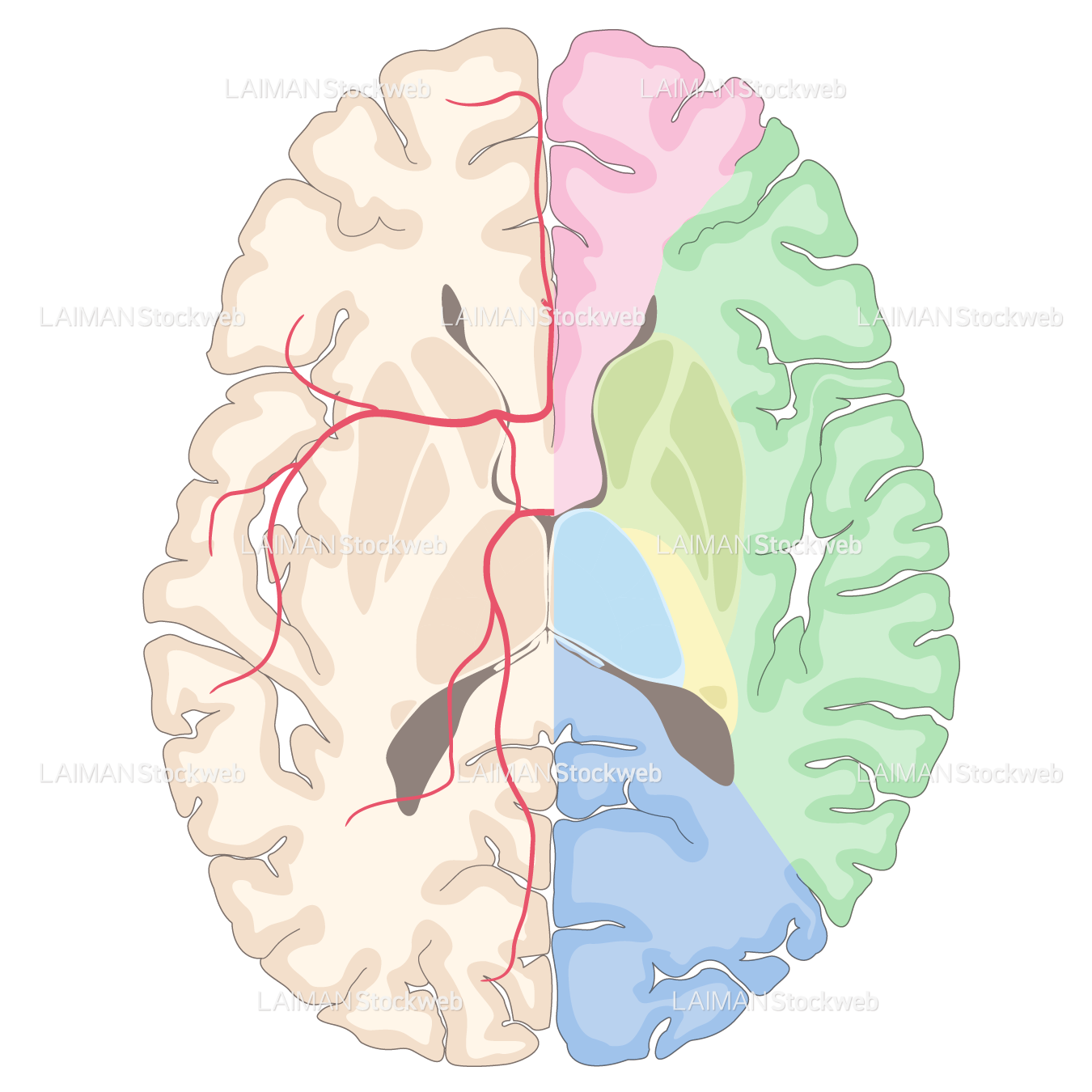 脳動脈の潅流領域（水平断）