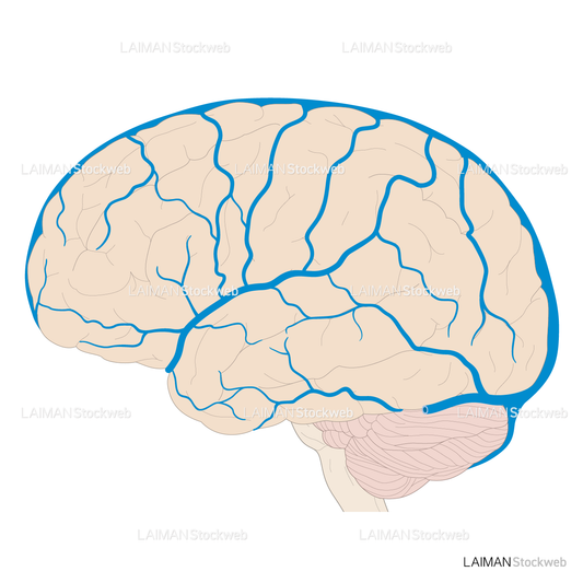 脳静脈の走行（外側面)