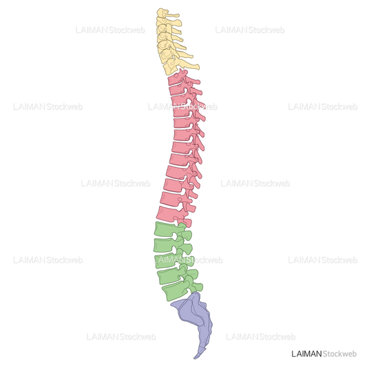 脊柱（側面）