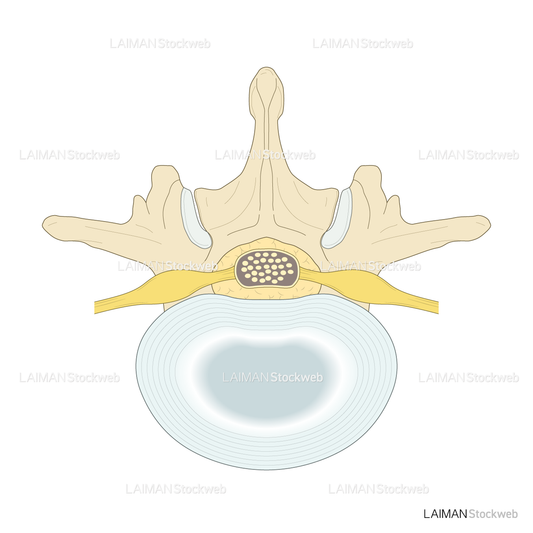 腰椎と椎間板の位置関係