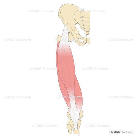 大腿の筋（前面)