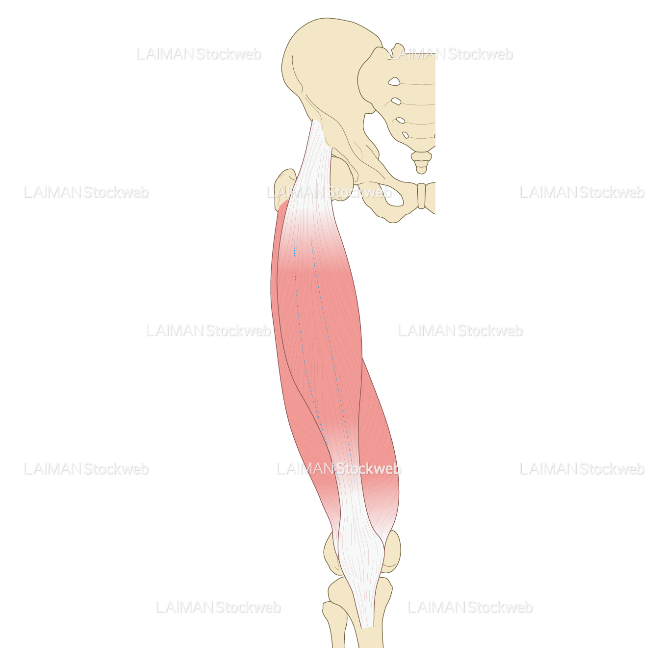 大腿の筋（前面)