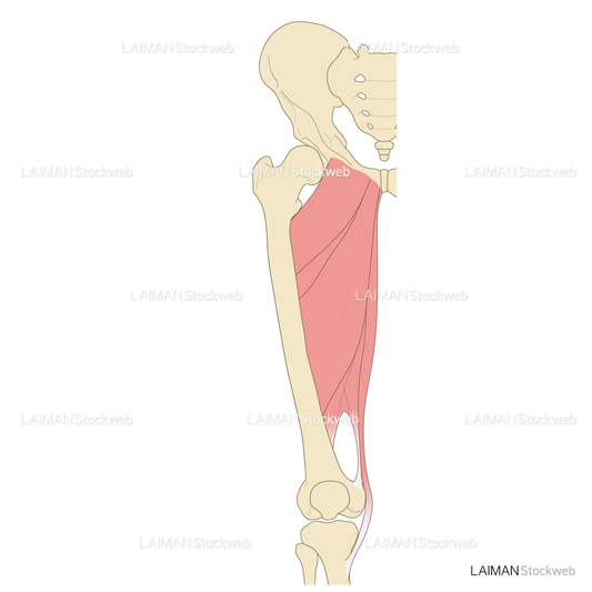 大腿の筋（前面）