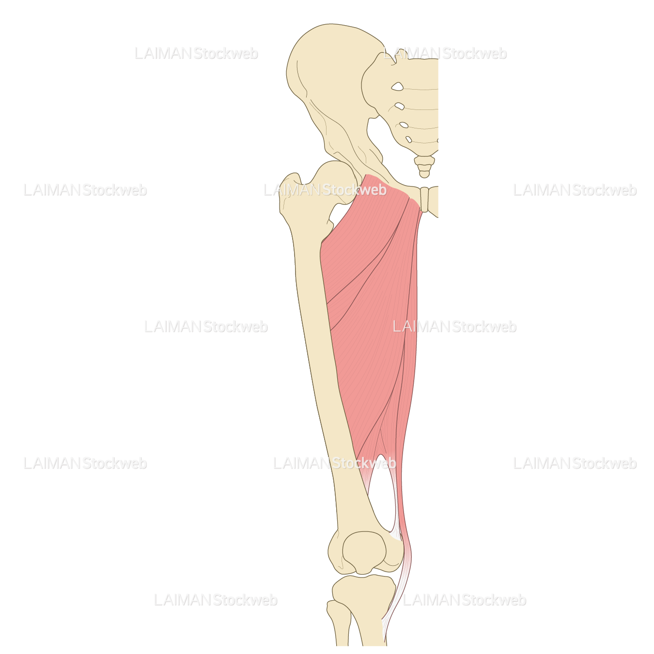 大腿の筋（前面）