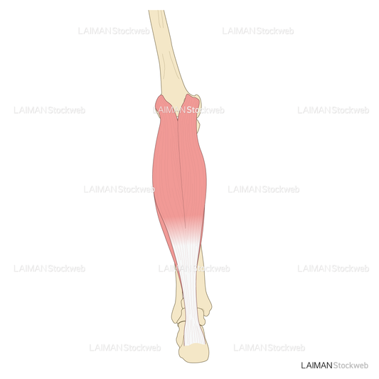 下腿の筋（後面）