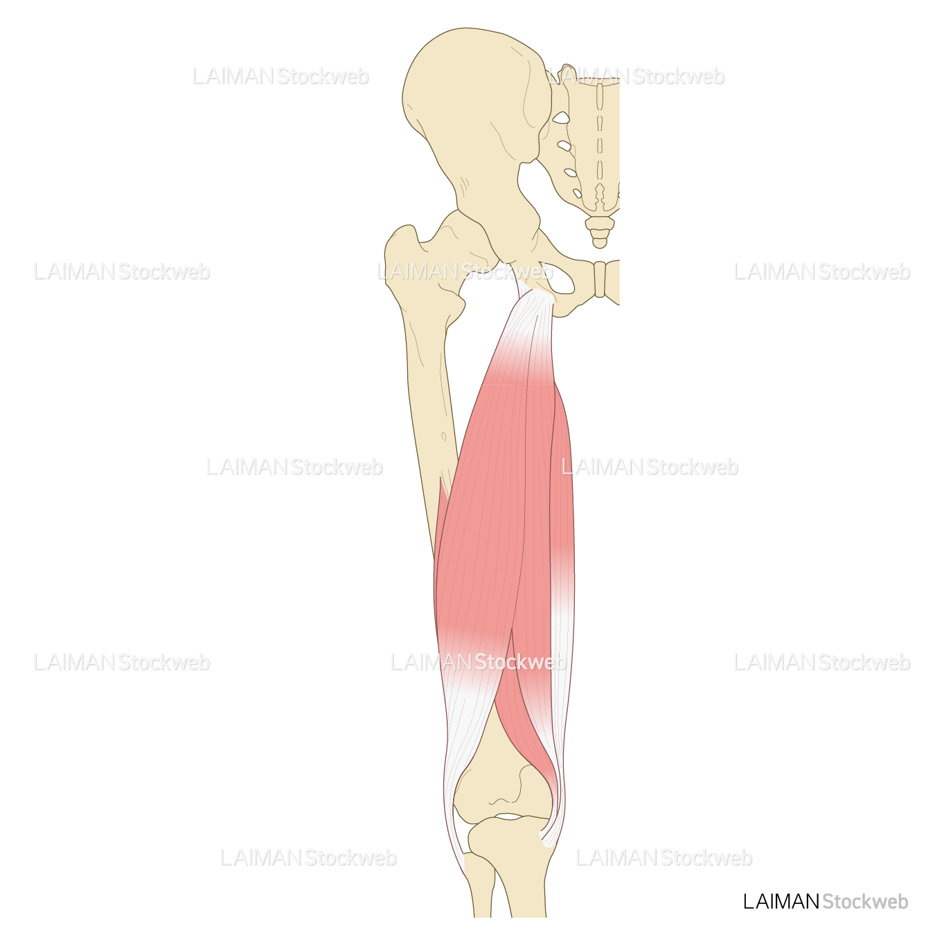 大腿の筋（後面）