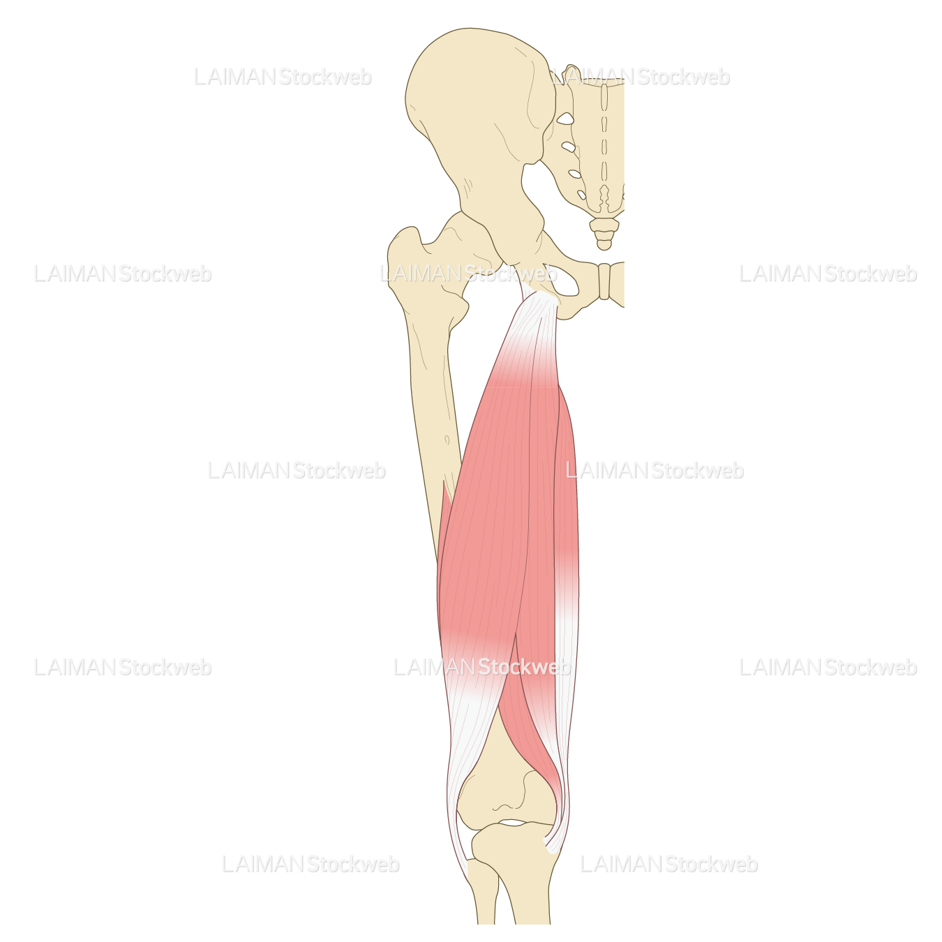 大腿の筋（後面）