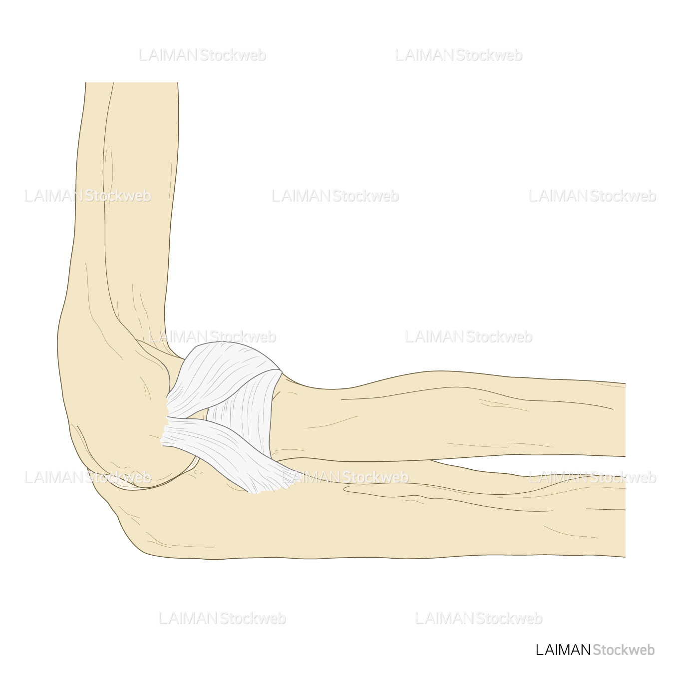 肘関節の靭帯（外側）