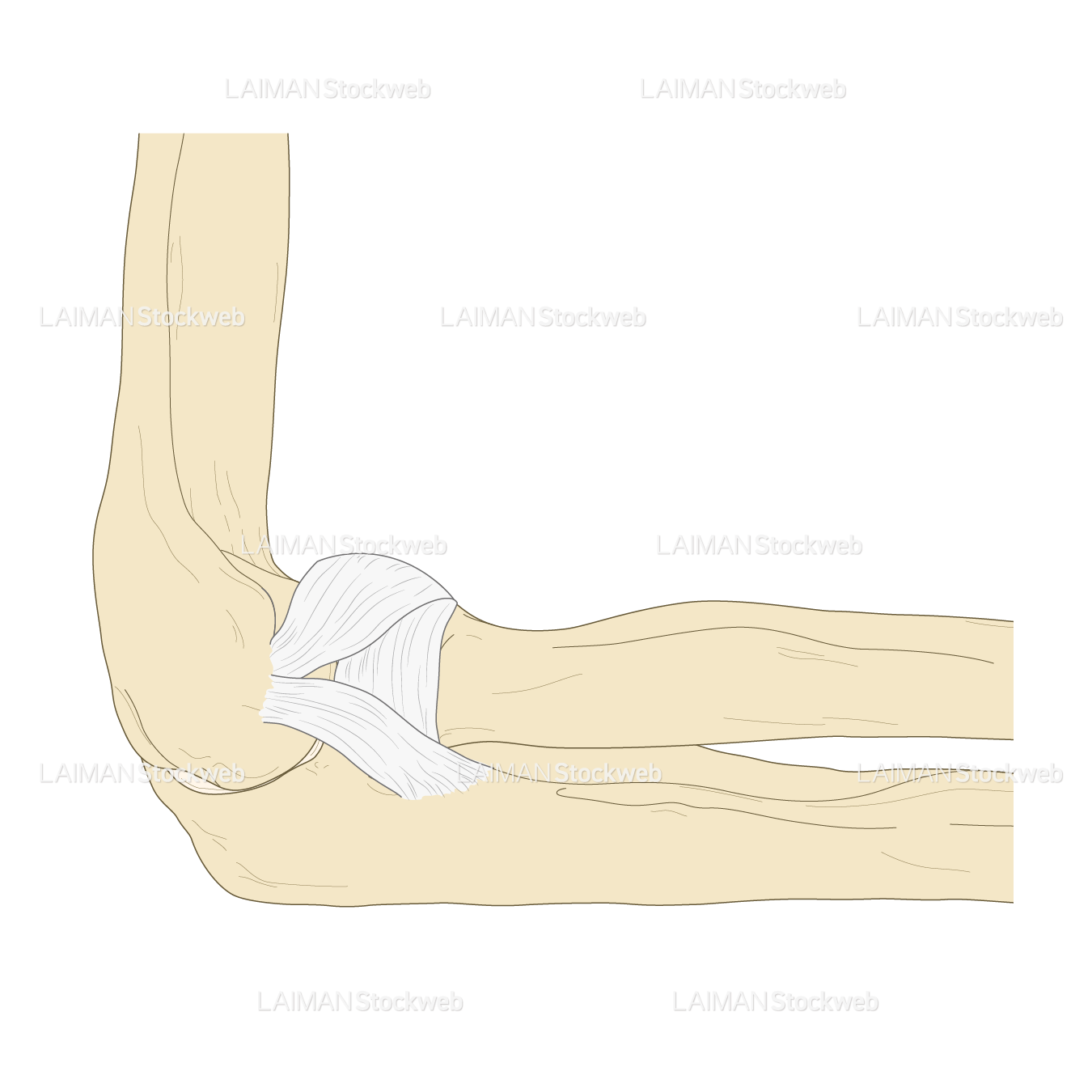 肘関節の靭帯（外側）