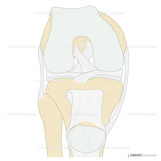膝関節の靭帯