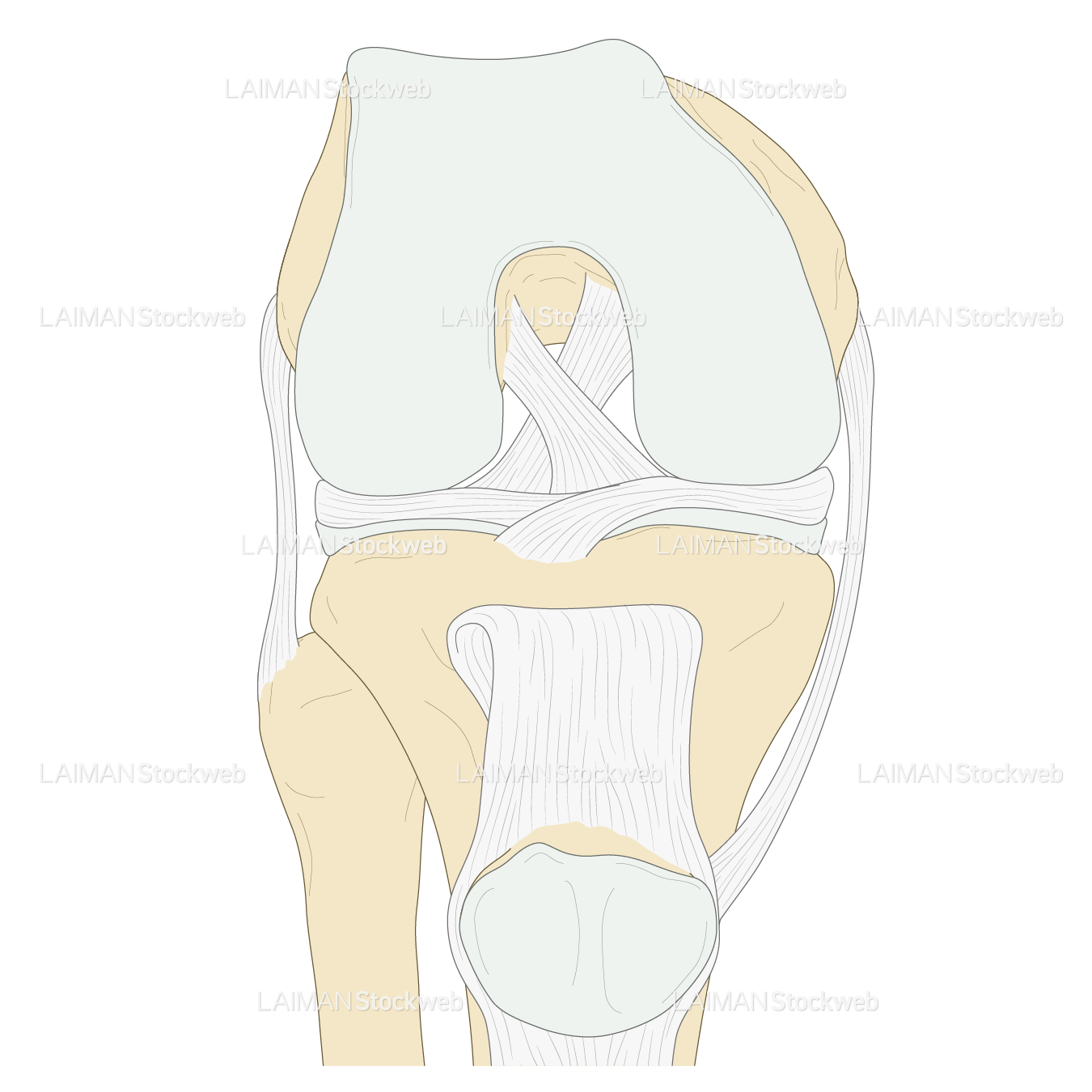膝関節の靭帯