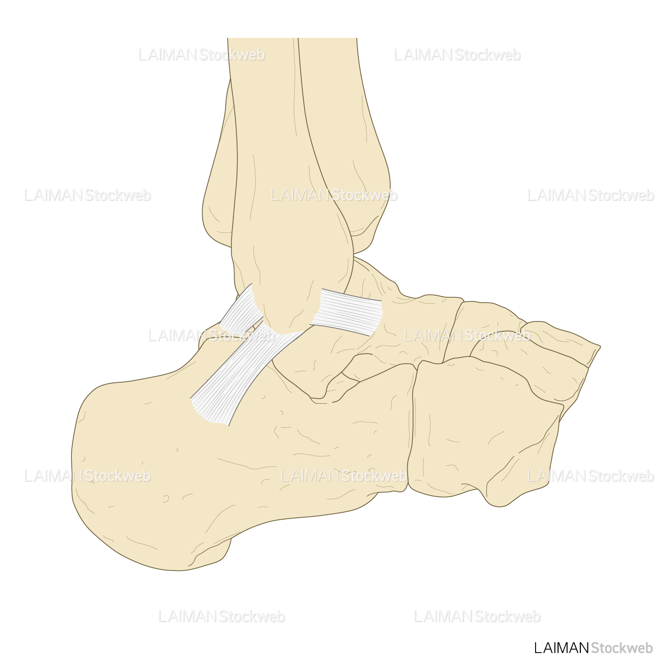 足関節の外側靭帯