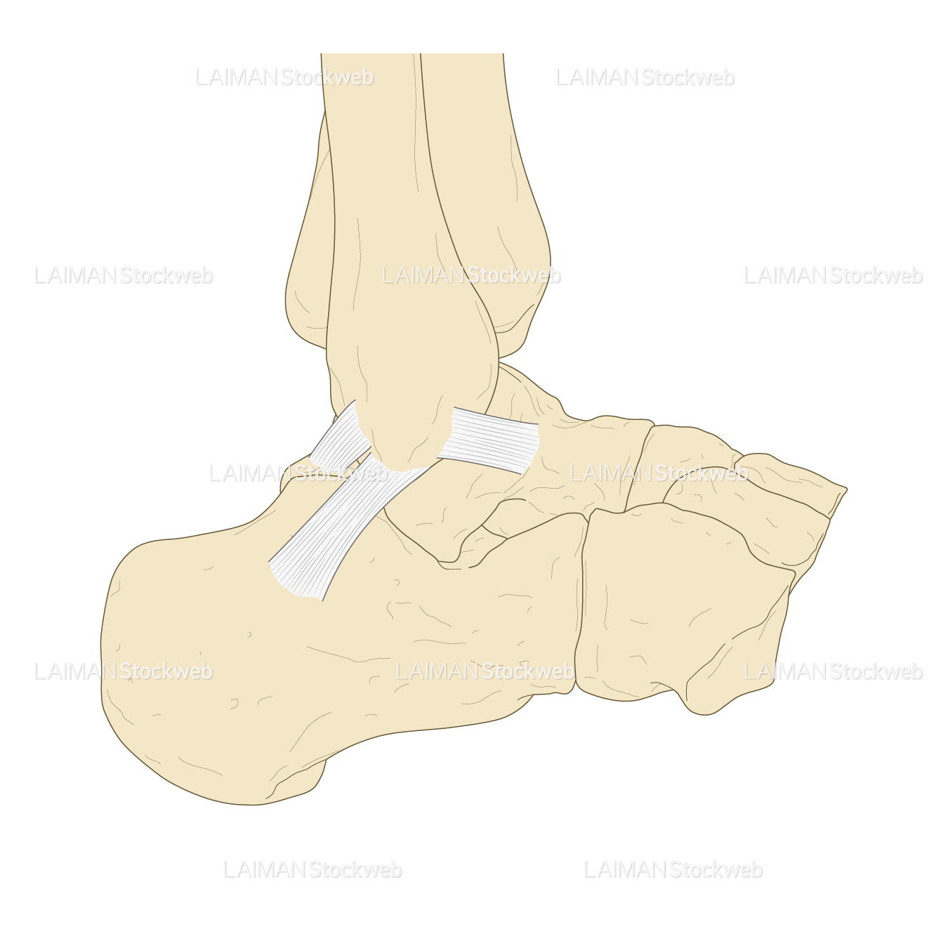 足関節の外側靭帯