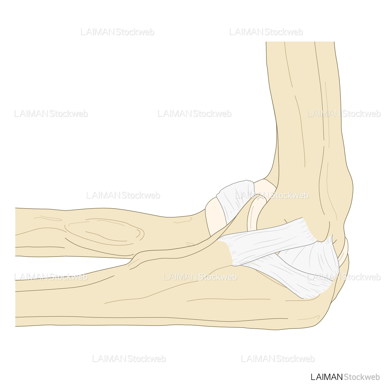 肘関節の靭帯