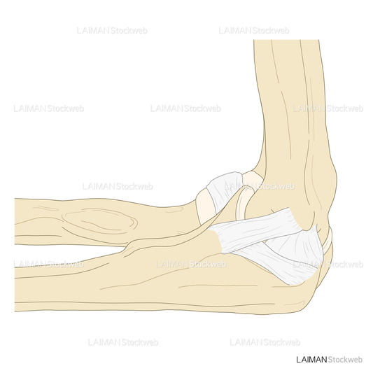 肘関節の靭帯