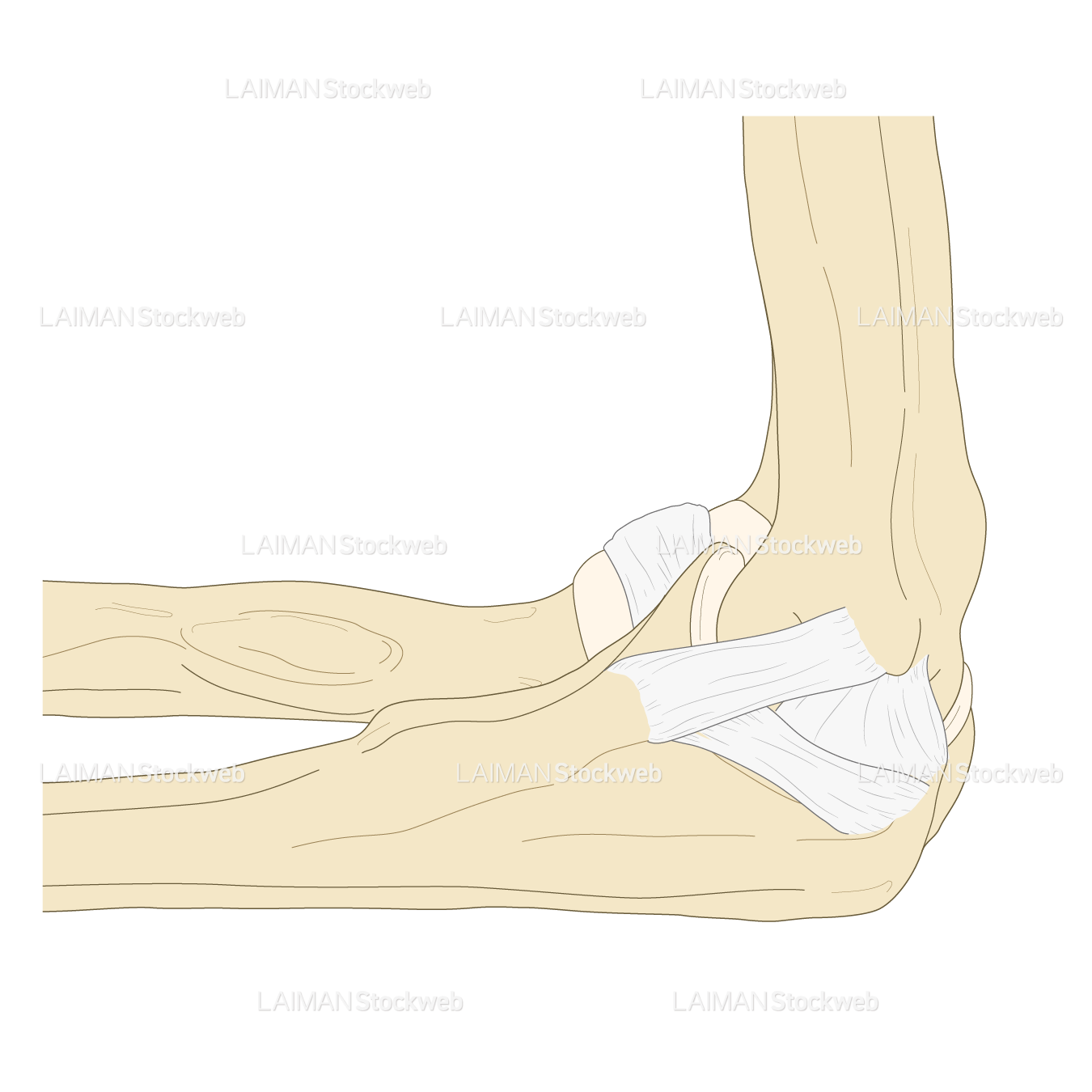 肘関節の靭帯