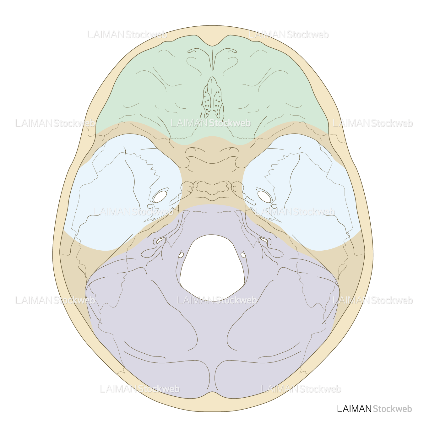 頭蓋底の構造