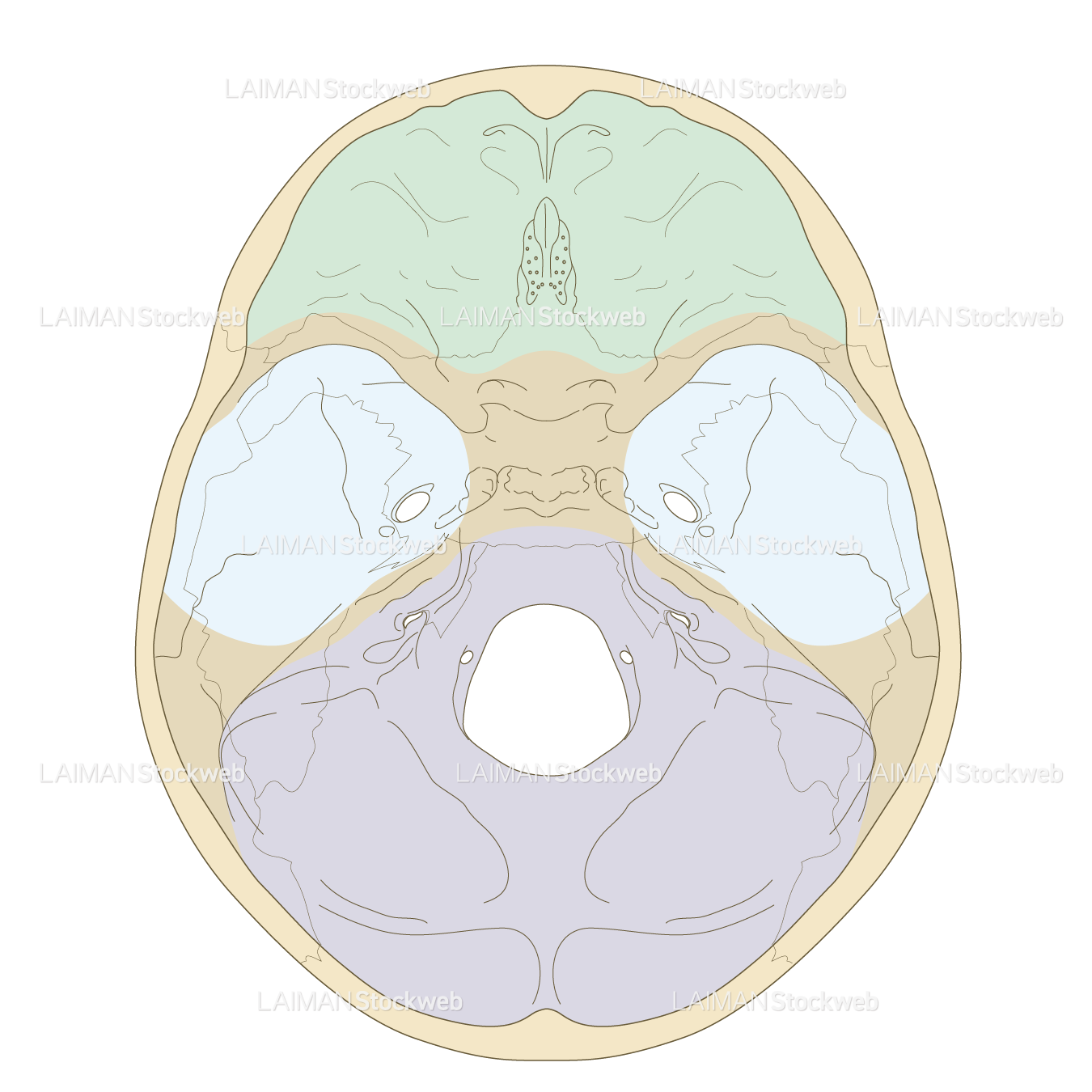 頭蓋底の構造