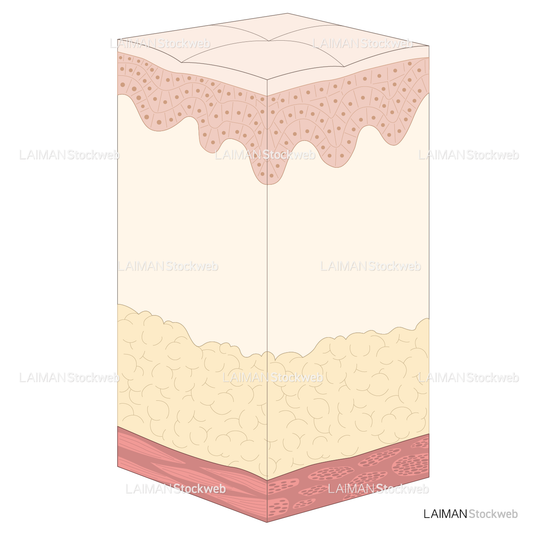 皮膚の構造