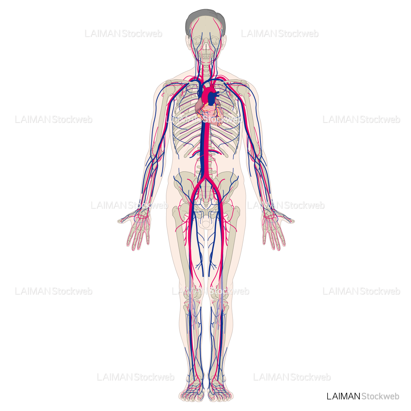 全身血管（前面）