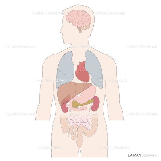 全身の臓器