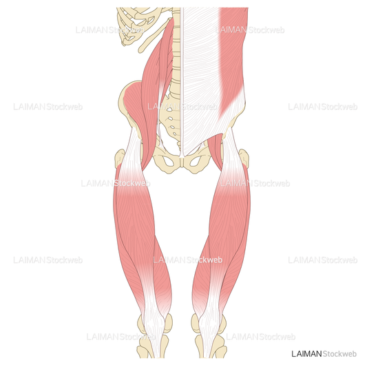 骨盤まわりの筋肉（前面）